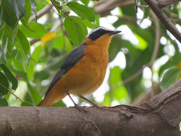 <h3><a href="/trips/tanzania/biota/animalia/chordata/aves/040 passeriformes/108 muscicapidae/cossypha semirufa/cossypha semirufa-nl.html">Cossypha&nbsp;semirufa</a> / Rüppell's&nbsp;robin‑chat / Rüppells&nbsp;lawaaimaker</h3>OM-1 Mark II met OLYMPUS M.150-400mm F4.5 TC, 1/1250 sec  bij F5.6, ISO 10000, afstand 15.4&nbsp;m